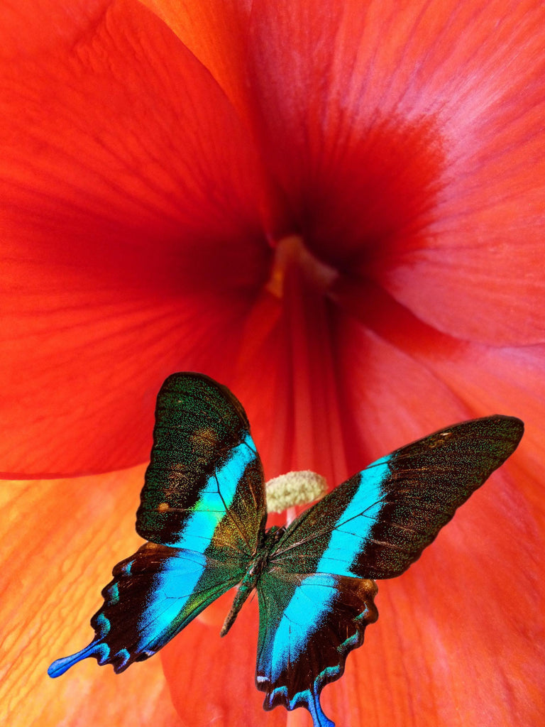 What are the best florists in or near Buckeye, Arizona? 