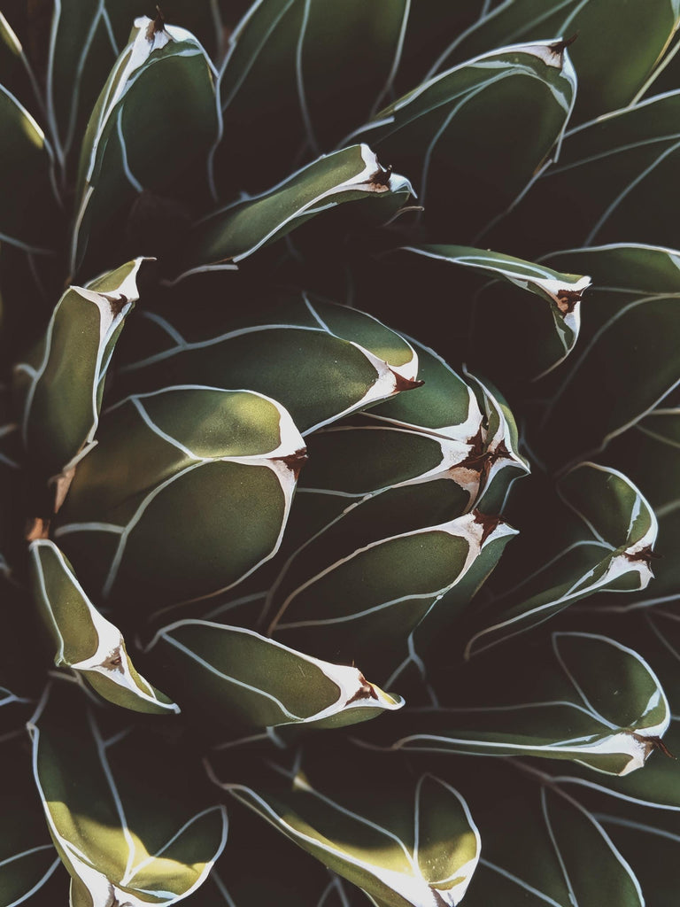 What are the best florists in or near Costa Mesa, California? 