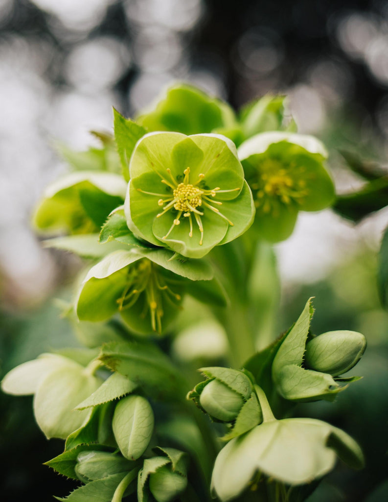 What are the best florists in or near Miami Beach, Florida? 