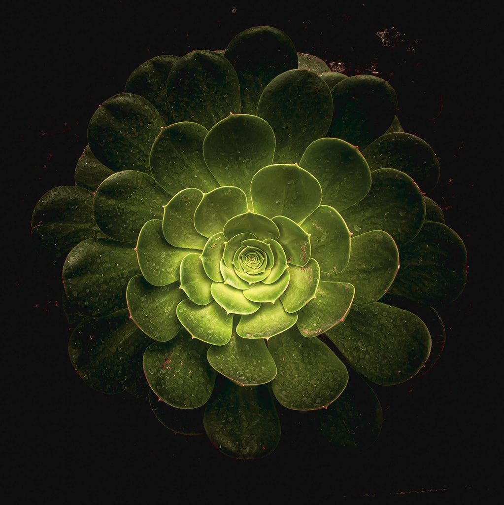 What are the best florists in or near De Queen, Arkansas? 