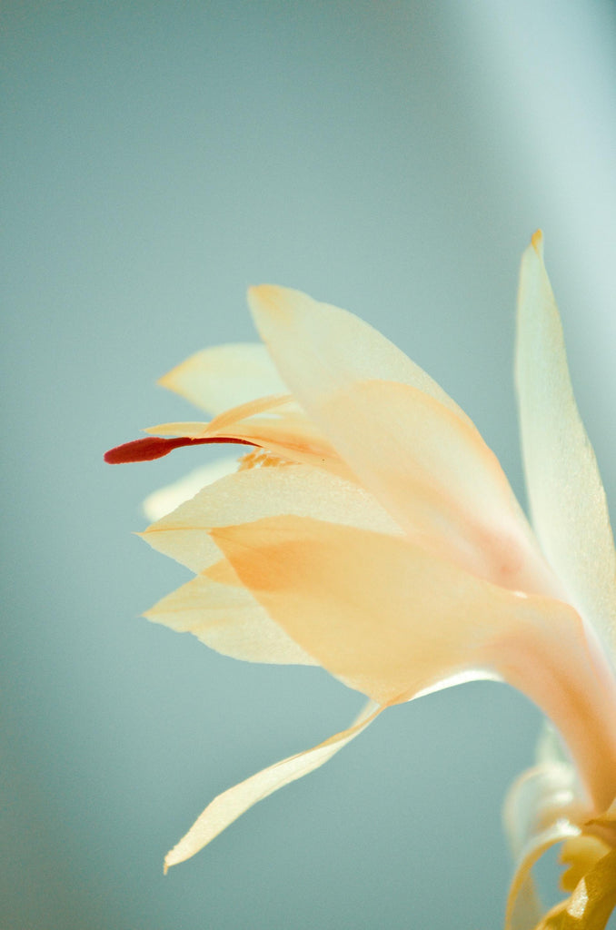 What are the best florists in or near Battle Creek, Michigan? 