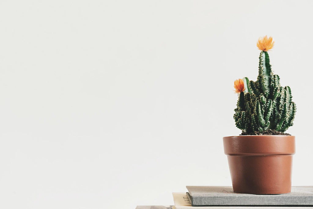 What are the best florists in or near Alexandria, South Dakota? 