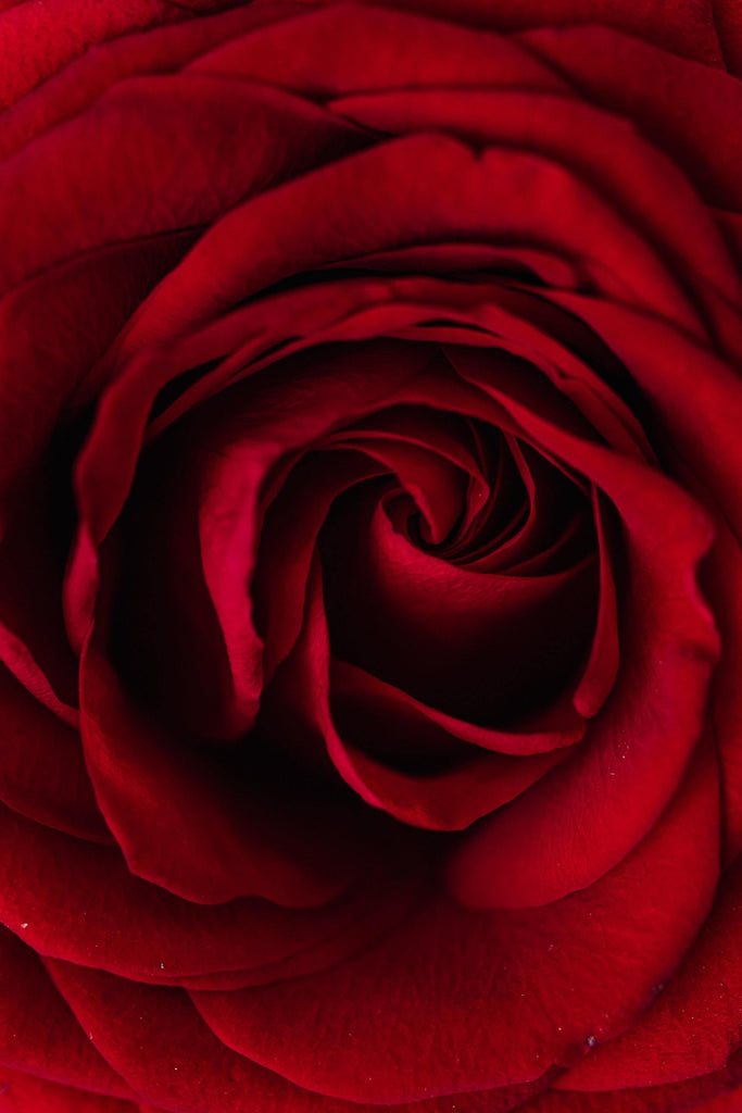 What are the best florists in or near Lehi, Utah? 
