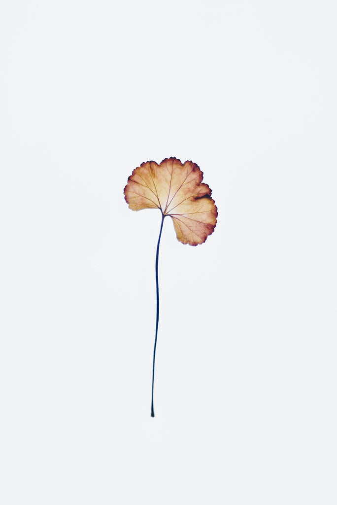 What are the best florists in or near Adamsville, Pennsylvania? 