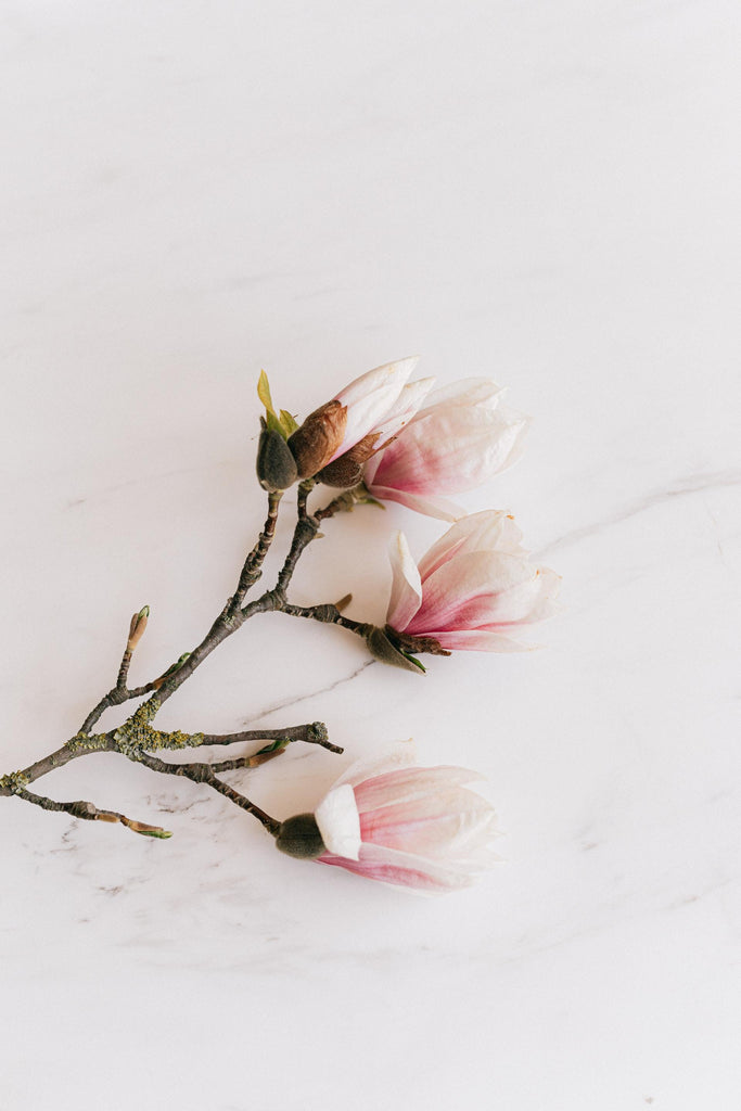 What are the best florists in or near St. Peters, Missouri? 