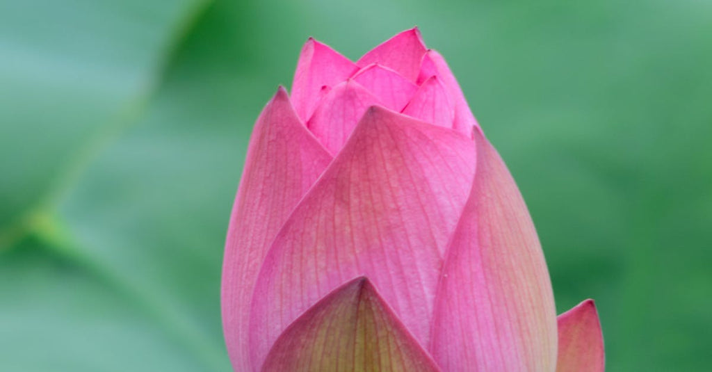 What To Look For In Standing Flowers For A Funeral?