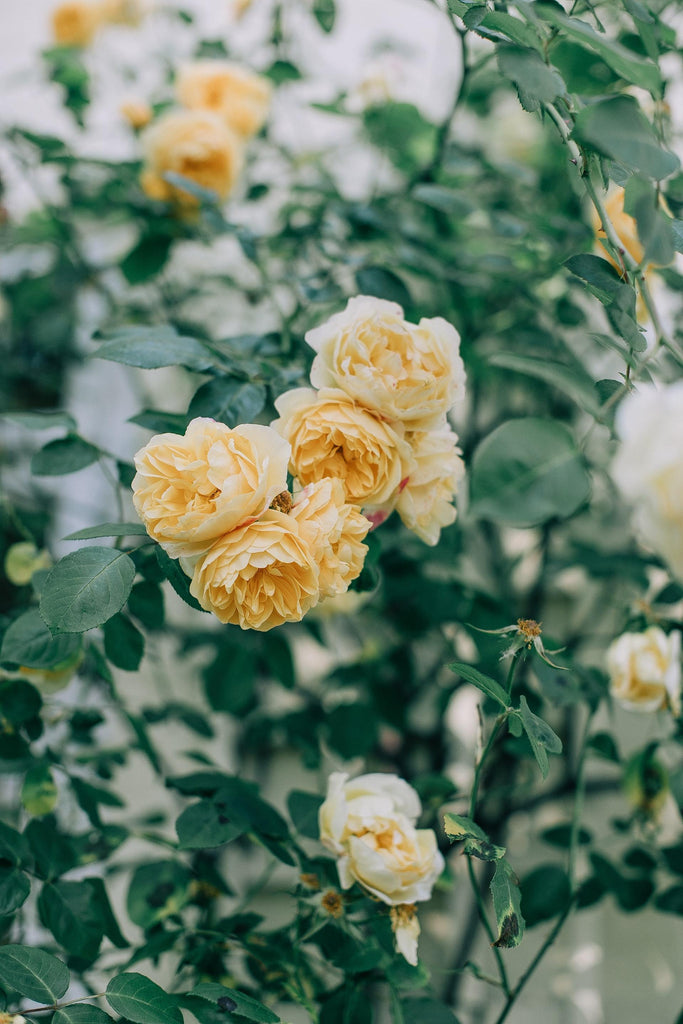 What are the best florists in or near Allen, Oklahoma? 