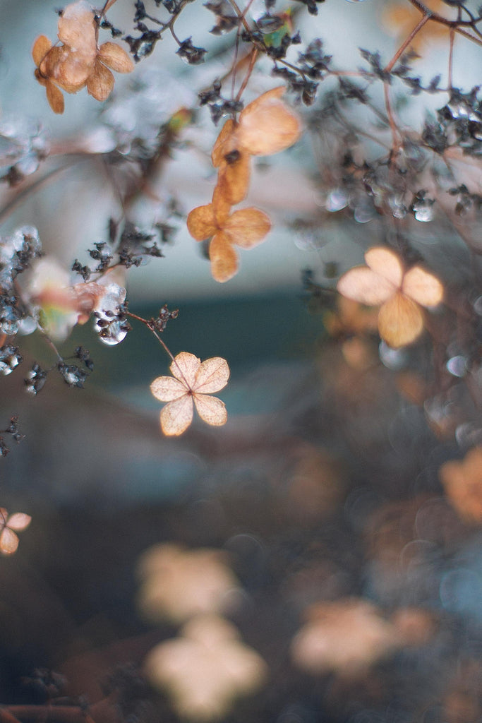 What are the best florists in or near Naperville, Illinois? 