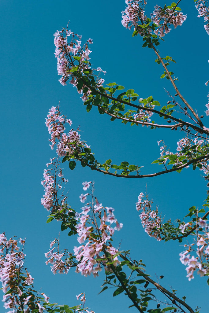 What are the best florists in or near Columbia, South Carolina? 