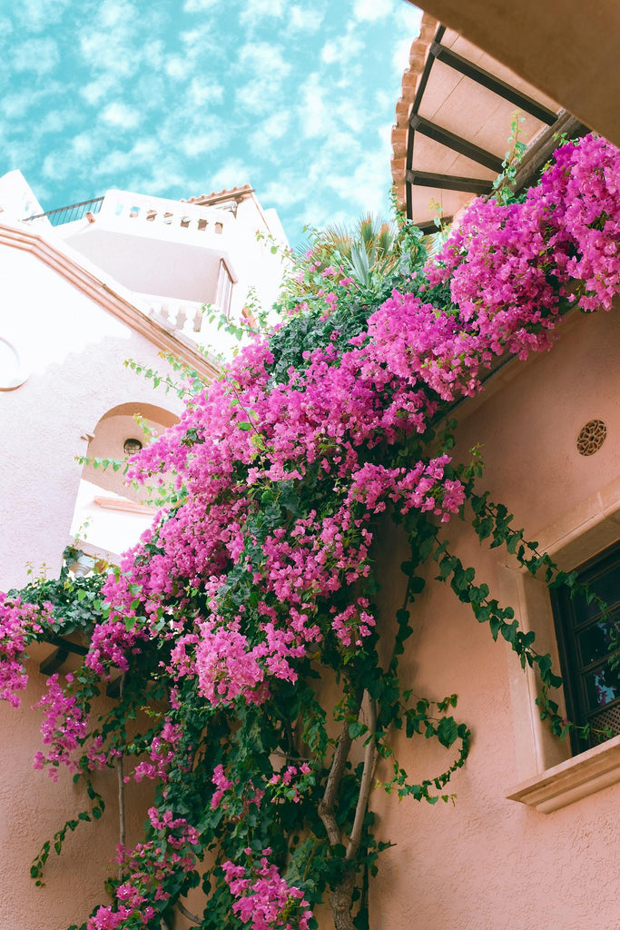 What are the best florists in or near Colton, California? 