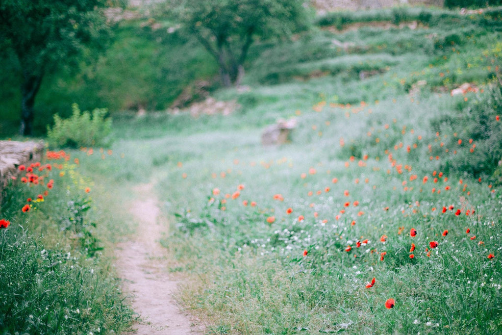 What are the best florists in or near Elk Grove, California? 