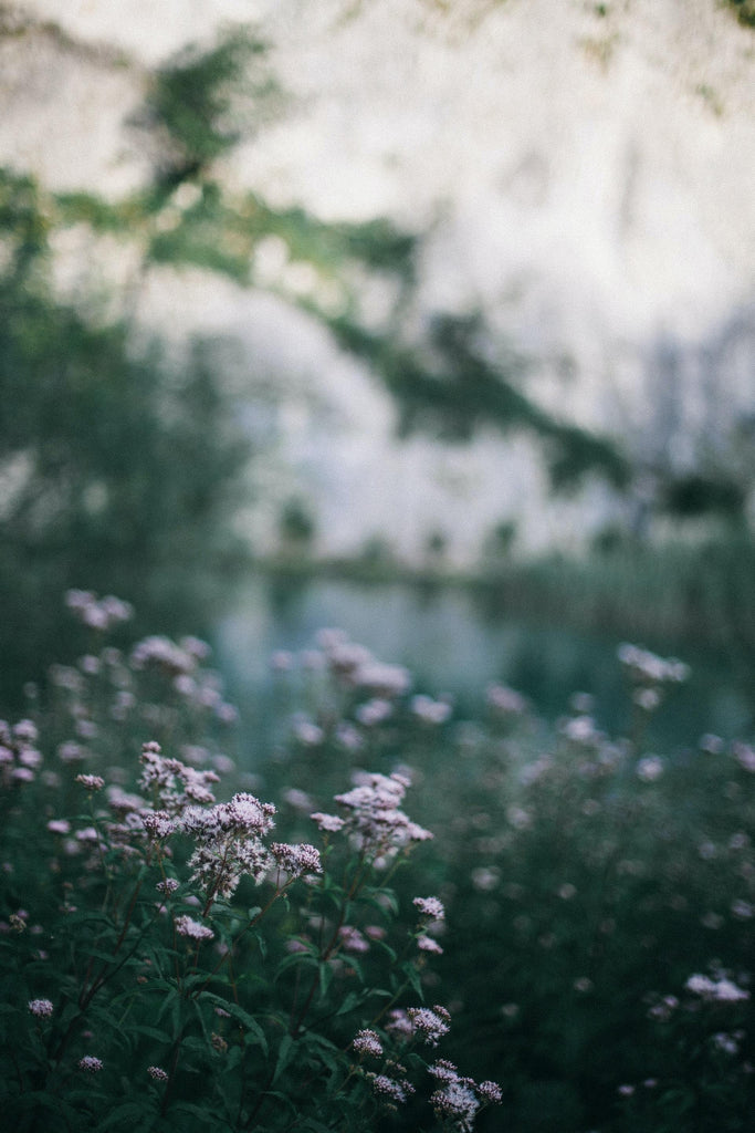 What are the best florists in or near Iola, Wisconsin? 
