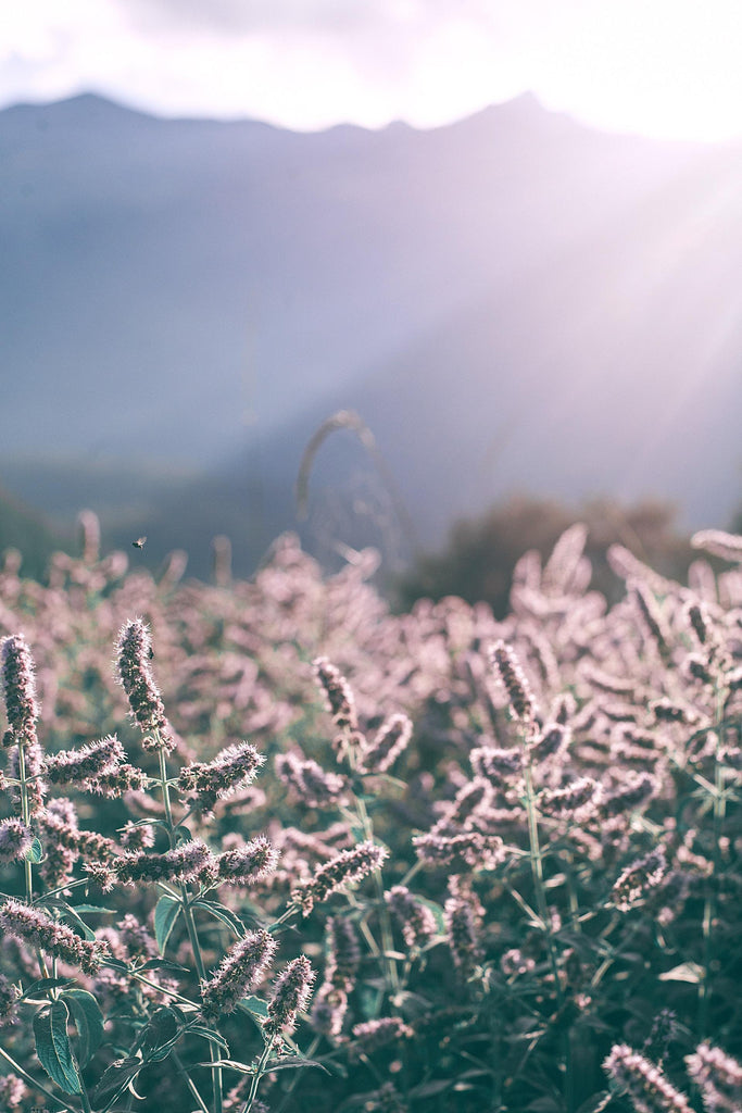 What are the best florists in or near Adamsville, Alabama? 