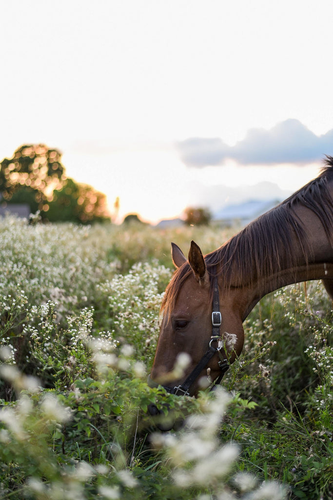 What are the best florists in or near New Braunfels, Texas? 