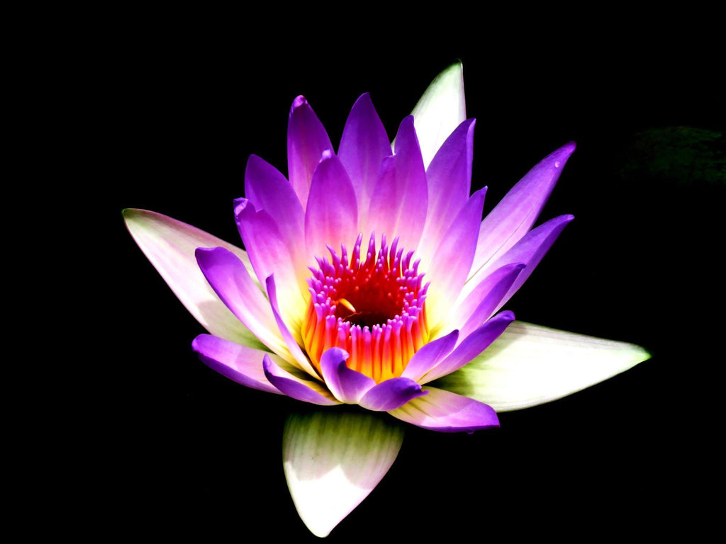 What are the best florists in or near Luke, Maryland? 