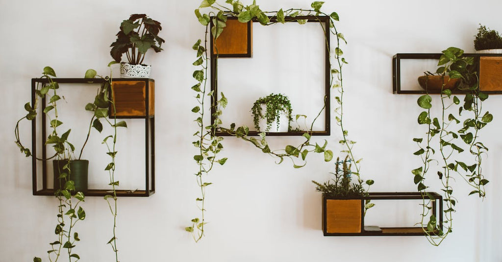 What To Look For With Indoor Plants?