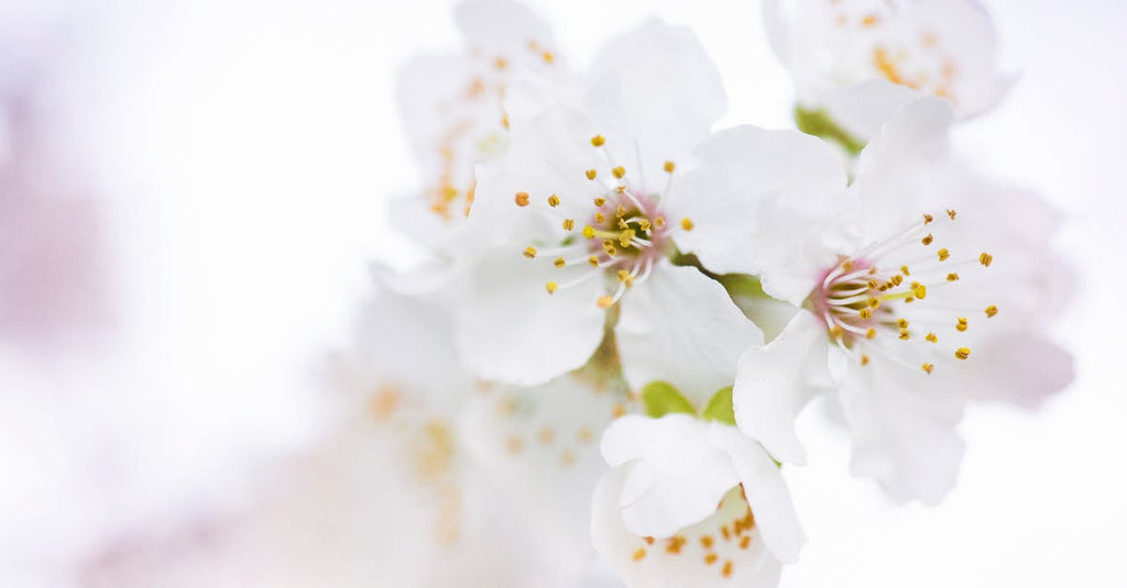 Amarillo Texas Flower Delivery