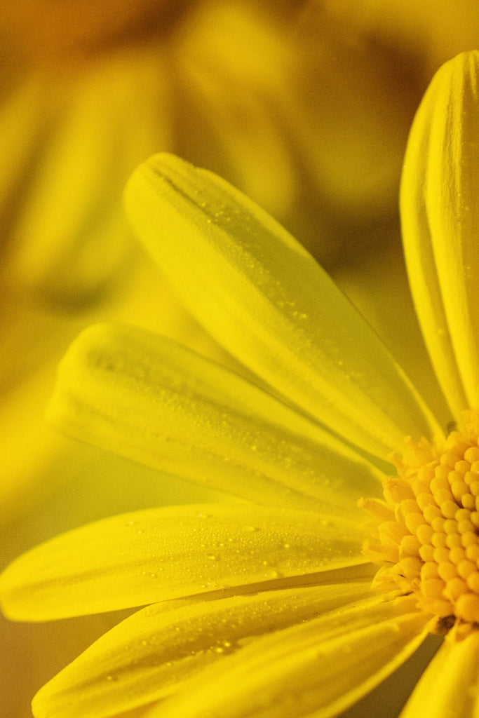 What are the best florists in or near Algoma, Wisconsin? 