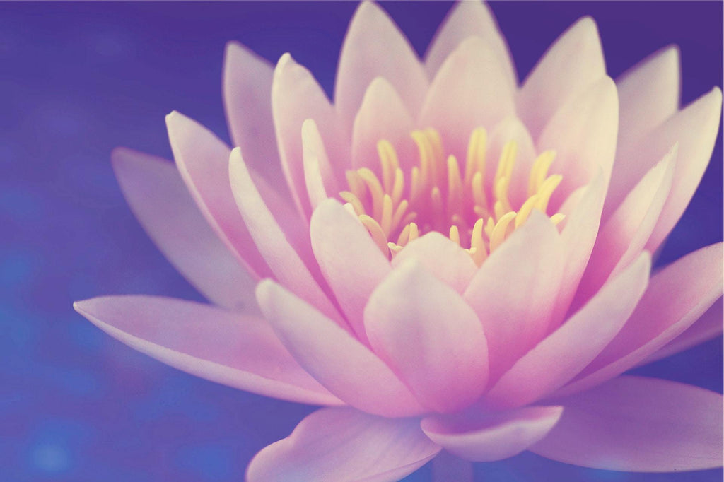 What are the best florists in or near Adams, Minnesota? 