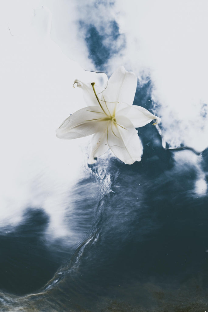 What are the best florists in or near Tahoe Vista, California? 