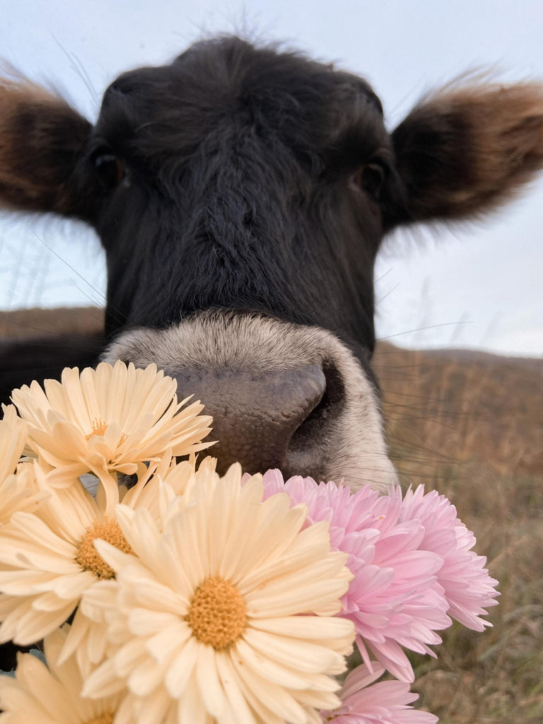 What are the best florists in or near Albemarle, North Carolina? 