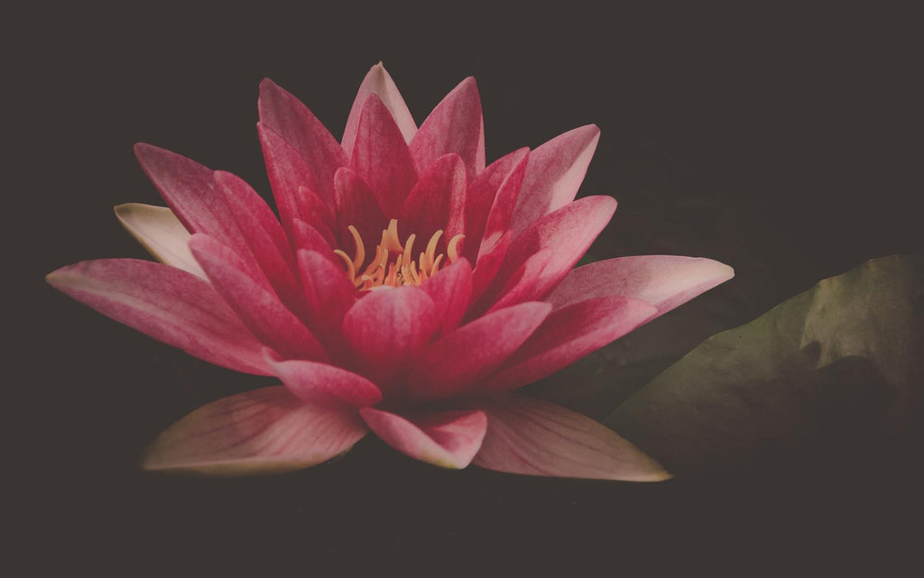 What are the best florists in or near Elizabeth, New Jersey? 