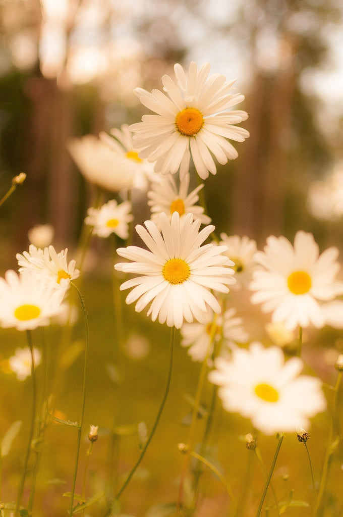 What are the best florists in or near Strasburg, Illinois? 
