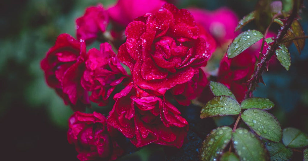 Anchorage Alaska Flower Delivery