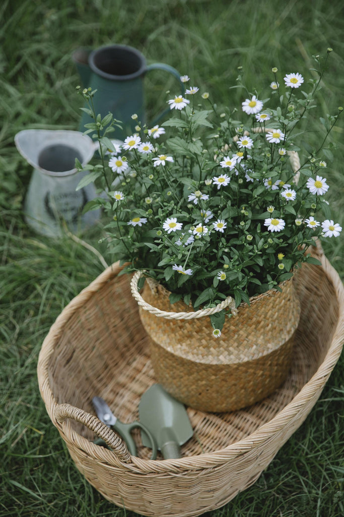 What are the best florists in or near Walnut Creek, California? 