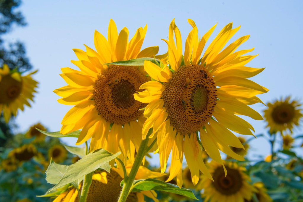 What are the best florists in or near Allenwood, Pennsylvania? 