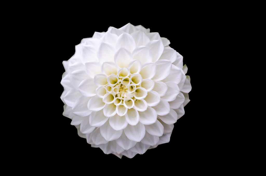 What are the best florists in or near Anchorage, Alaska? 