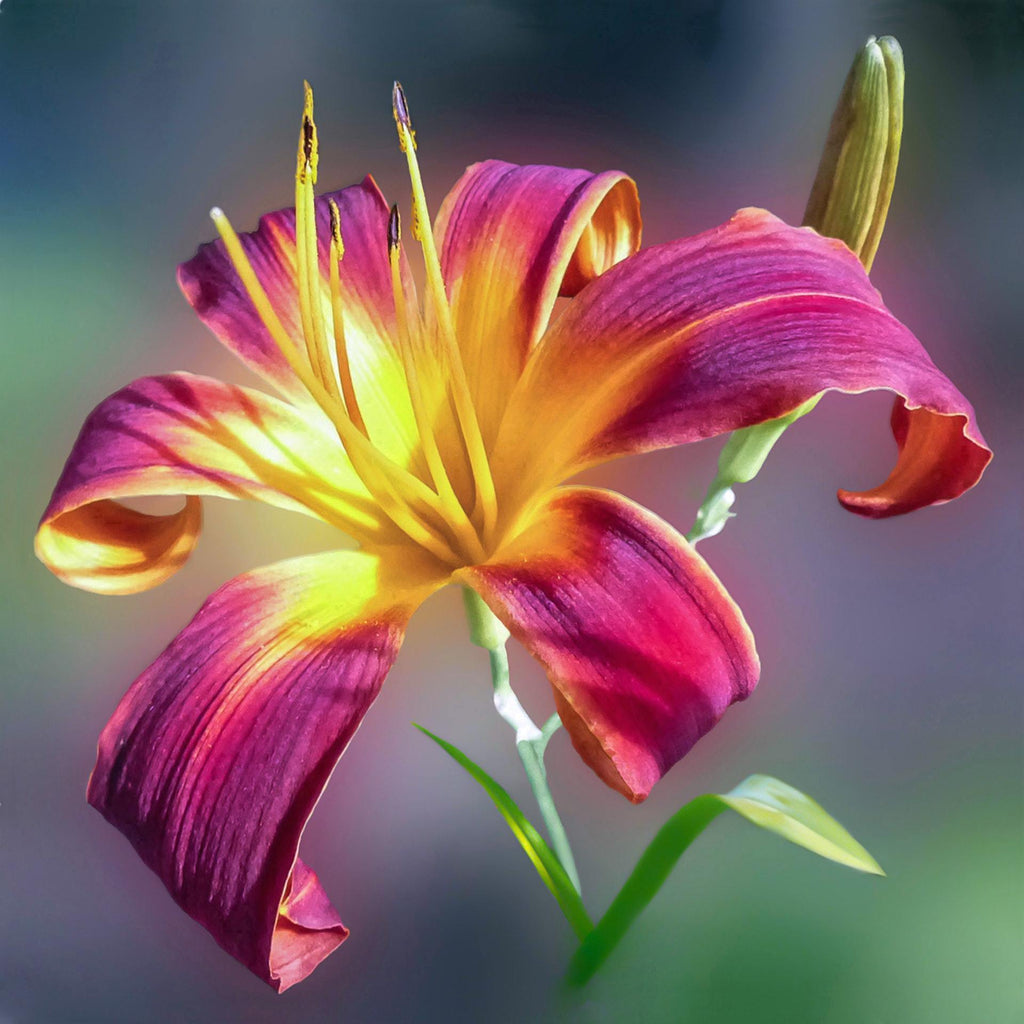 What are the best florists in or near Conway, Arkansas? 