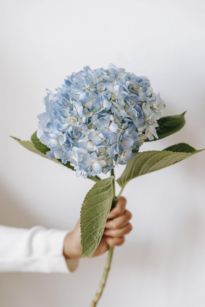 What are the best florists in or near Fargo, North Dakota? 