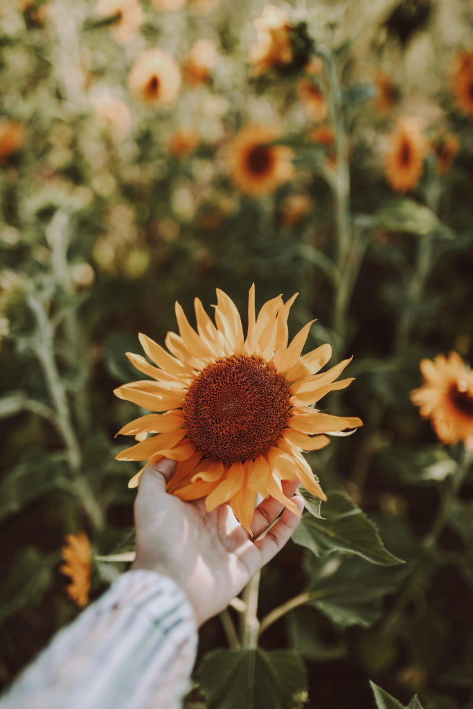 What are the best florists in or near Florissant, Missouri? 