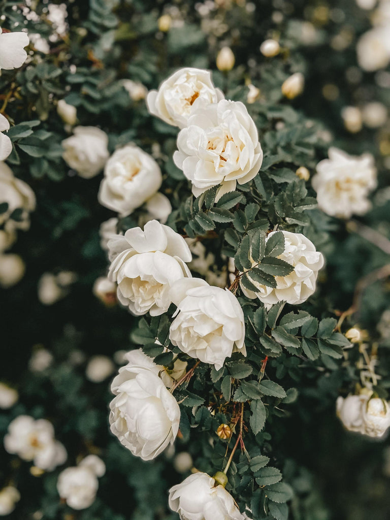 What are the best florists in or near Camden, New Jersey? 