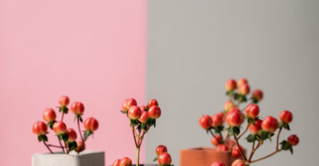 What Are Some Cool House Plants?