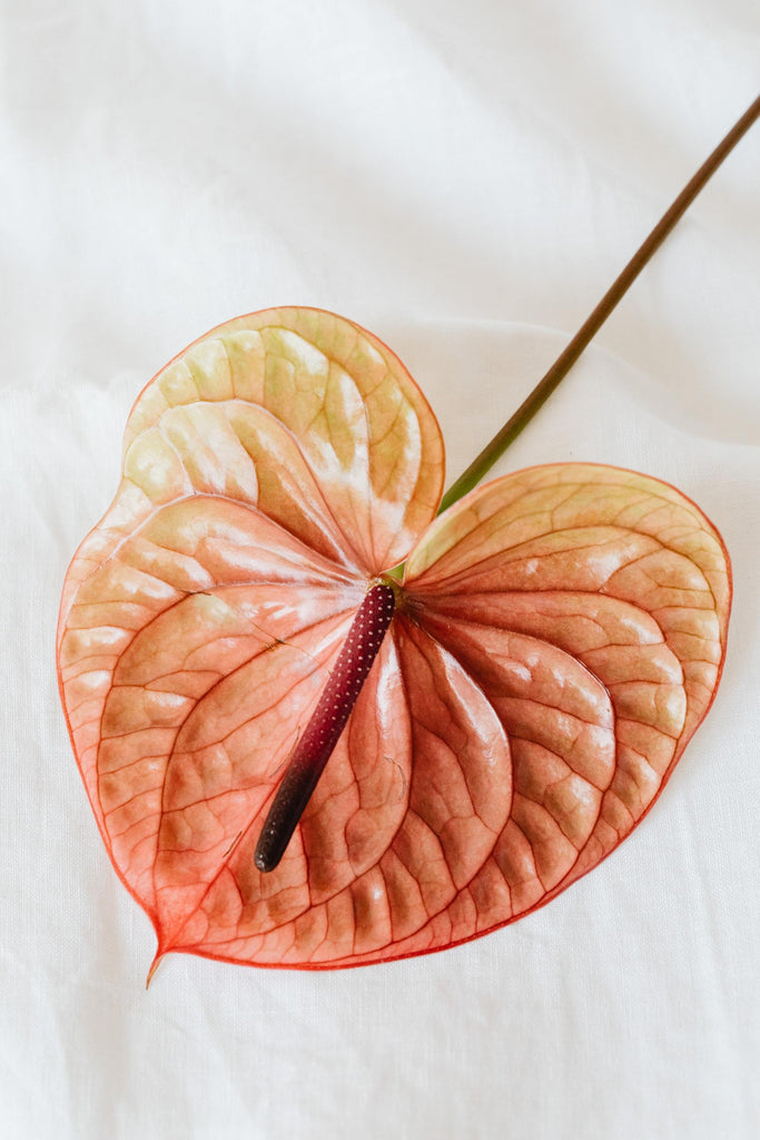 What are the best florists in or near East Tawas, Michigan? 