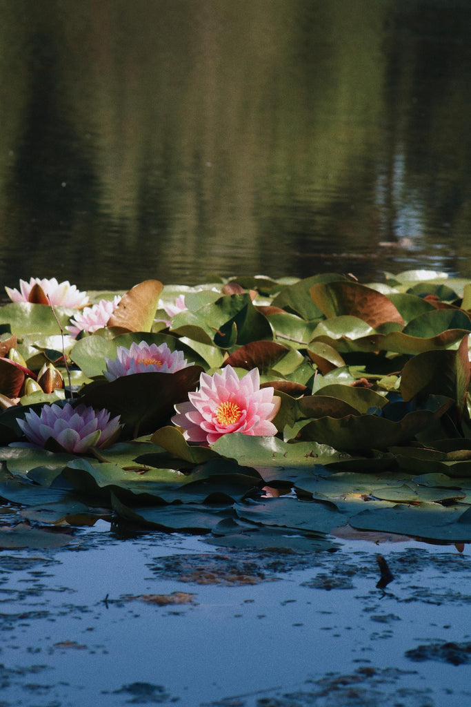 What are the best florists in or near Peoria, Arizona? 