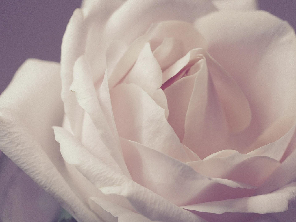 What are the best florists in or near Alanson, Michigan? 