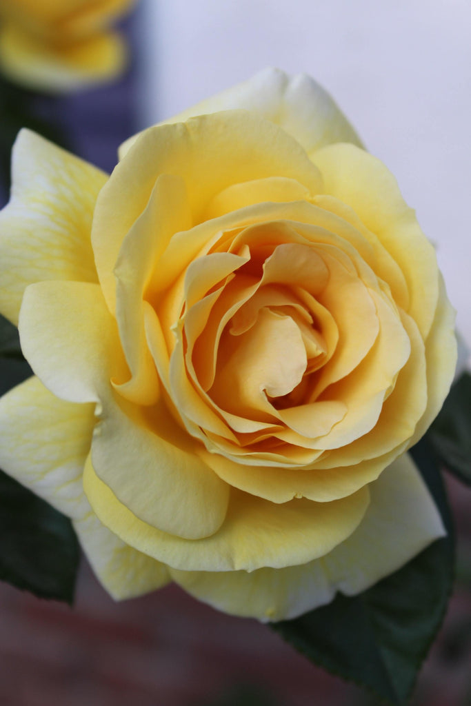 What are the best florists in or near Achilles, Virginia? 