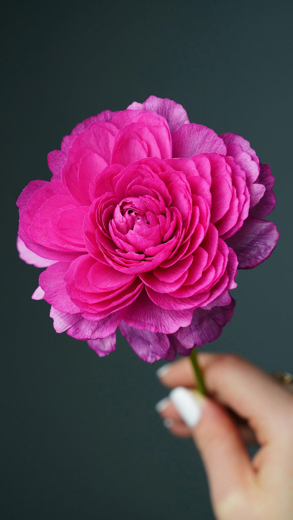 What are the best florists in or near Coleman, Texas? 