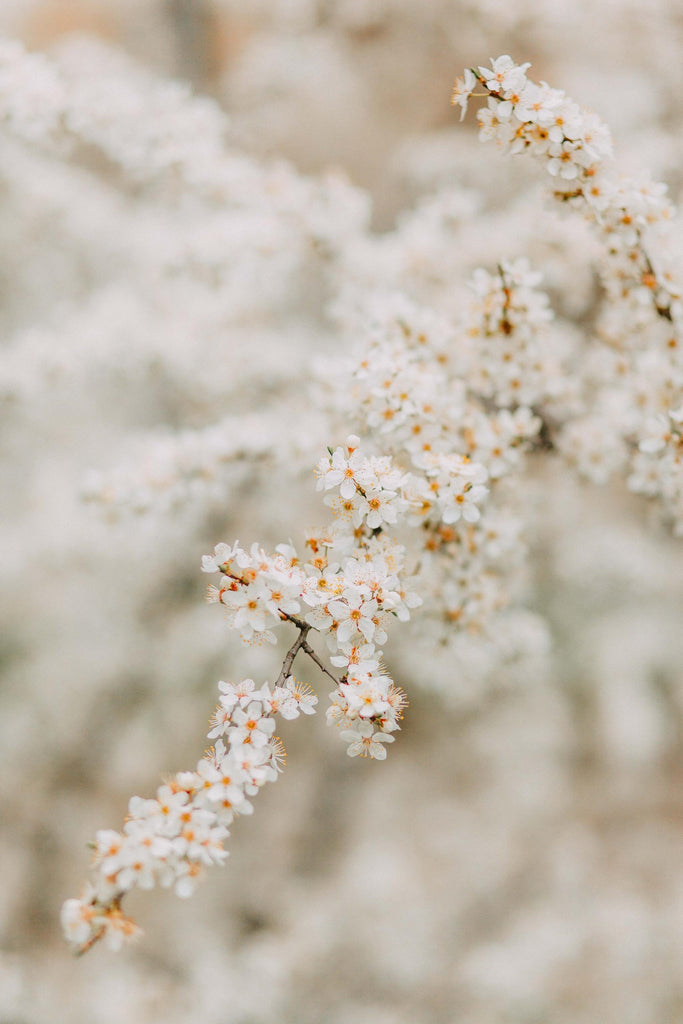 What are the best florists in or near Alberton, Montana? 