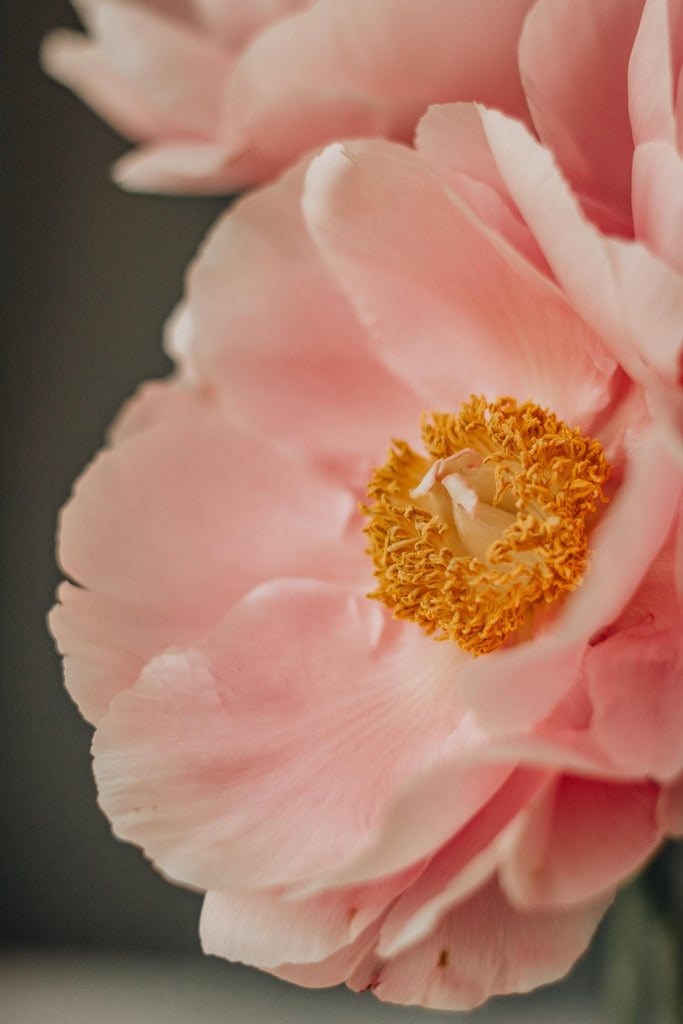 What are the best florists in or near Interlochen, Michigan? 