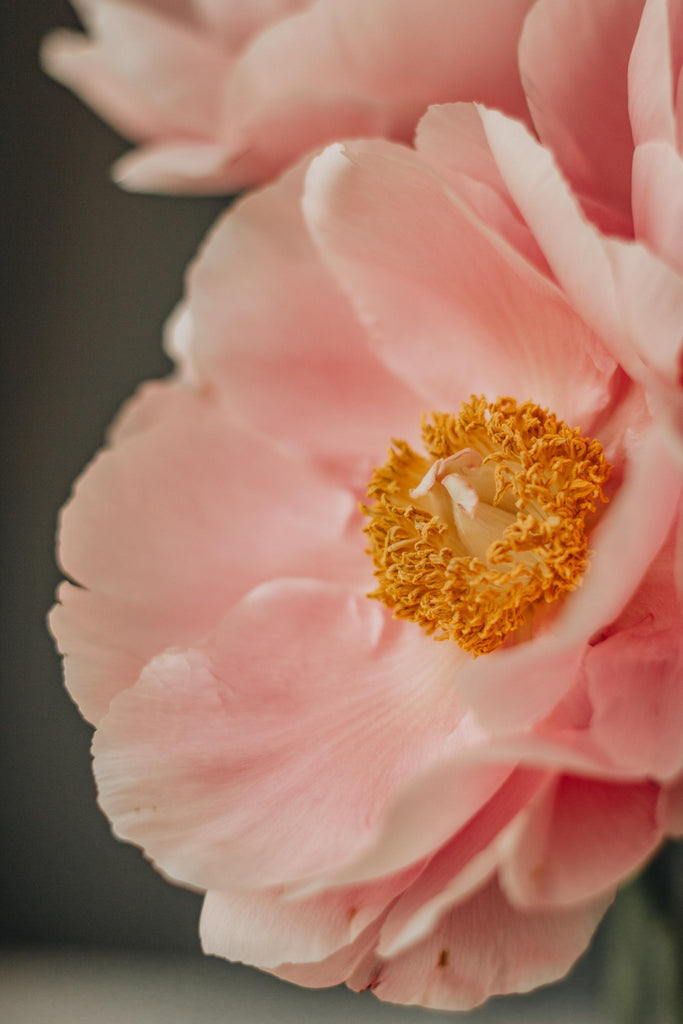 What are the best florists in or near Glendale, Arizona? 