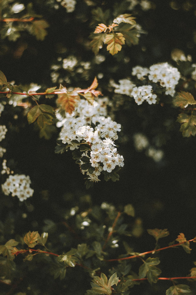 What are the best florists in or near Ann Arbor, Michigan? 