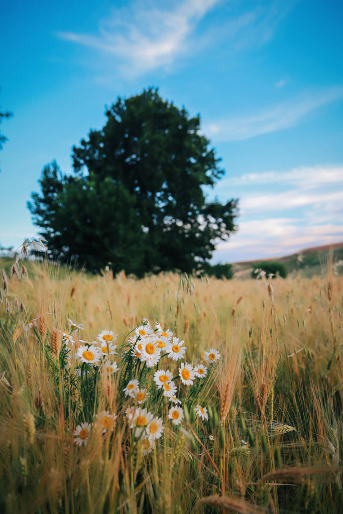 What are the best florists in or near Thornton, Colorado? 