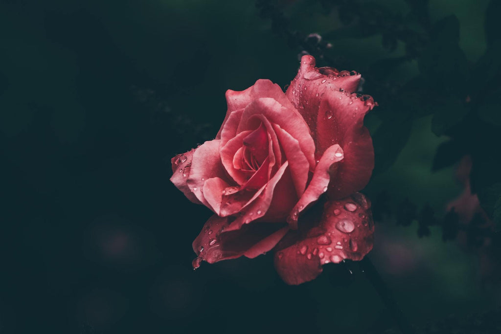 What are the best florists in or near Akeley, Minnesota? 