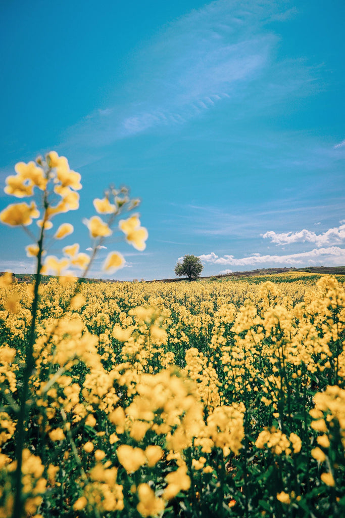 What are the best florists in or near West Covina, California? 