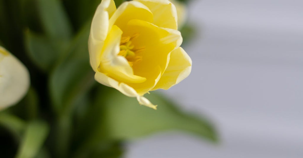 Seriously, What Is Considered An Ideal Indoor Pot Plant?