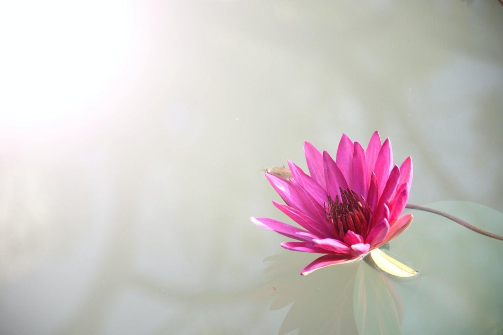 What are the best florists in or near Gaines Township, Michigan? 